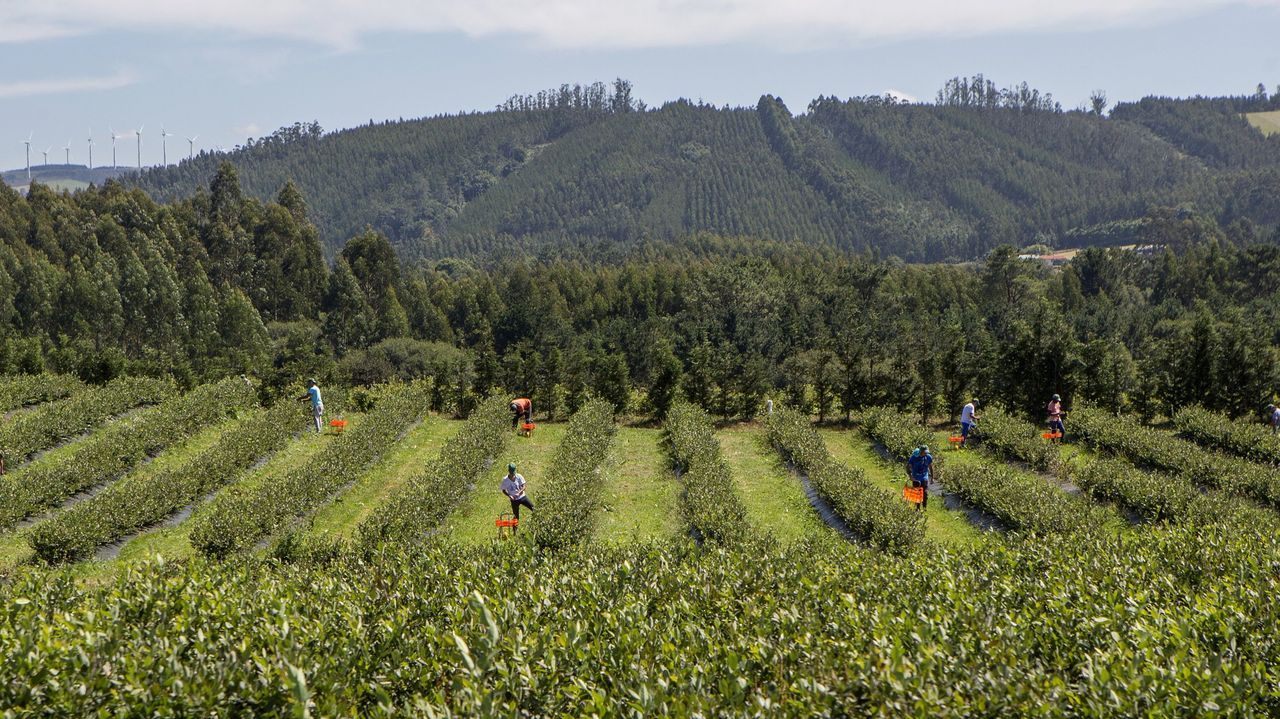 La rotacin de cultivos ayuda a regenerar los suelos