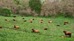 Vacas pastando en la produccin de Meixide
