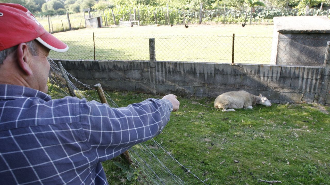 Una oveja muerta por un ataque de lobos en la parroquia de Tuiriz, en Pantón, en una imagen de archivo