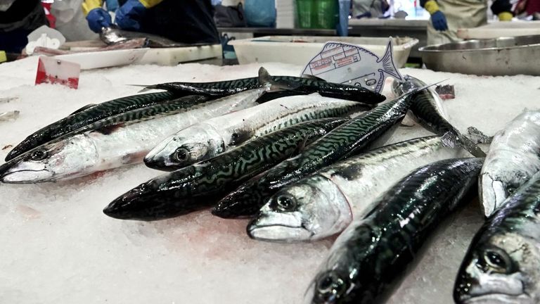 La xarda asoma a los mercados en una costera que ya no hace ojitos a la bajura