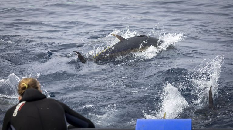 La campaña del atún rojo arranca el 1 de enero sin incluir todavía el aumento de cuota