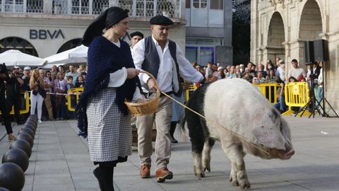 Los porcos celtas se pasearon por la Praza Maior