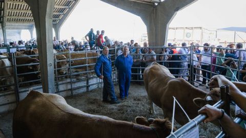 Exposición y concurso de ganado bovino en Castro Caldelas
