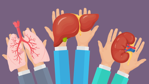 Los trasplantes de pulmón, hígado y riñón son tres de los tipos de trasplantes que se realizan