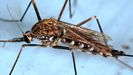 Un mosquito aedes japonicus