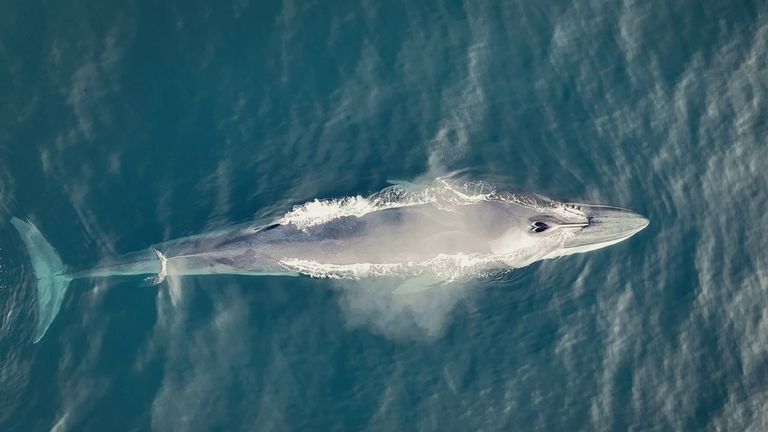 El regreso de las ballenas frente a la costa de Galicia
