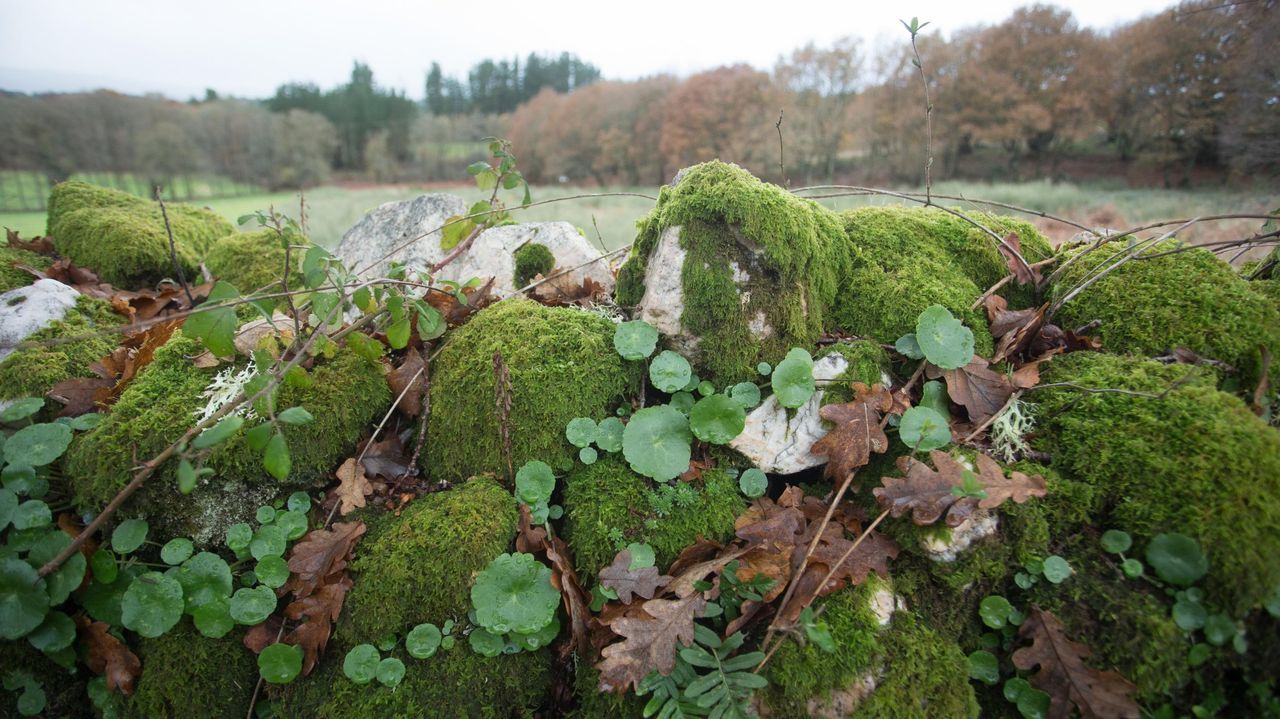 La rotacin de cultivos ayuda a regenerar los suelos