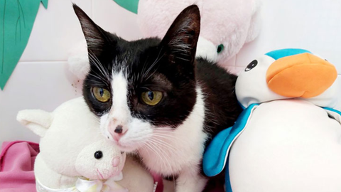 Fermina,�una gata en adopci�n del albergue de Ser�n