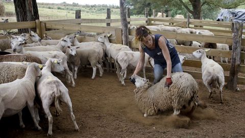 Esquilar una oveja lleva aproximadamente un minuto y medio