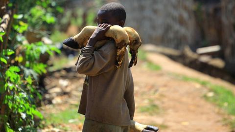 Un nios lleva patas de vaca de un matadero en la localidad de Beni, en la Repblica Democrtica del Congo