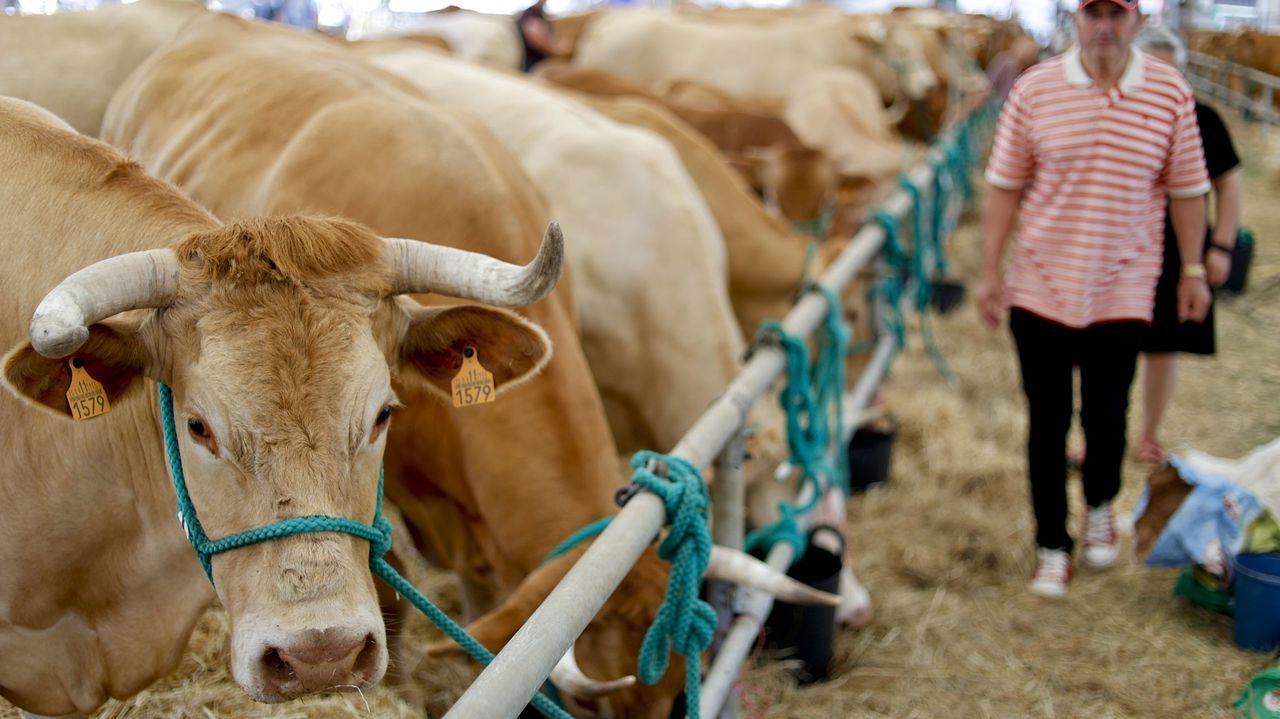 Antonio Porteiro, Xograr de Outono do FIOT: todas as imaxes.Adai acoge una subasta de Rubia Galega