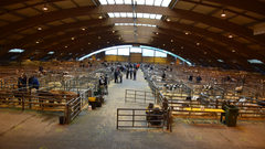 El Mercado Nacional de Ganados de Pola de Siero retoma su actividad comercial