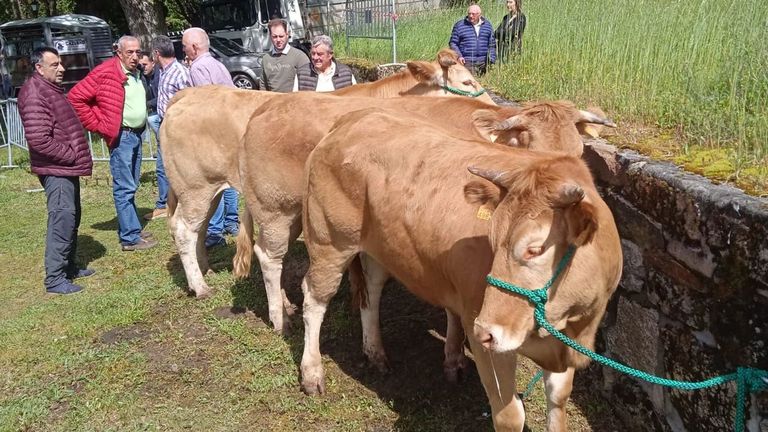Ganaderos de Lugo compran más vacas al cobrar más por la carne: <span lang=