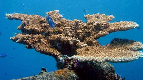 El calentamiento global afecta a los corales, hasta el punto de que podra provocar su muerte si no se revierte el proceso