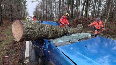 El tronco cay� sobre la calzada por el viento en la zona de San Clemente de C�sar