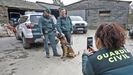 Tor, el perro del servicio cinegtico de la Guardia Civil de Gijn que encontr a la mujer desaparecida en Basille