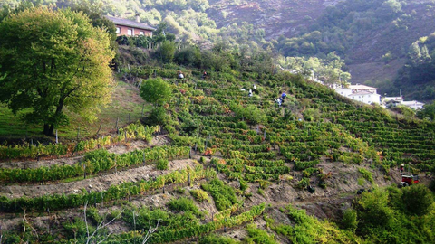 Vi�edo de Cangas del Narcea