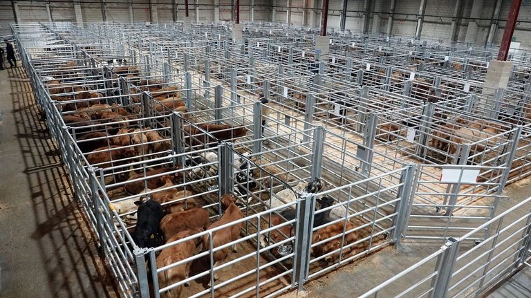 La central de Silleda estrena nuevo pabellón y amplía su capacidad hasta las 2.111 reses