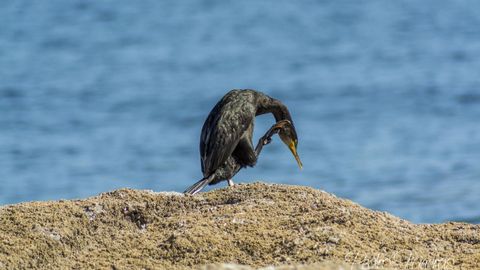 La Asociación Galega de Ornitoloxía aboga por la protección de los cormoranes.