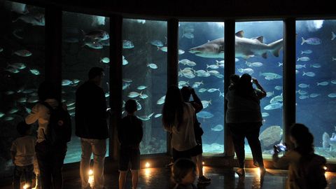 Un grupo de visitantes en el Aquarium Finisterrae, en A Coruña