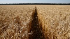 Imagen de un campo de trigo en Zhovtneve, en Ucrania
