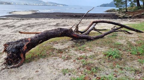 Hay numerosos troncos esparcidos por todo el litoral de la ría de Pontevedra