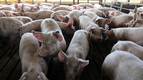 Cerdos de cuatro meses en una granja de Iowa