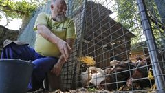 La Xunta no logra censar gallinas en Pontevedra ante el riesgo de gripe aviar