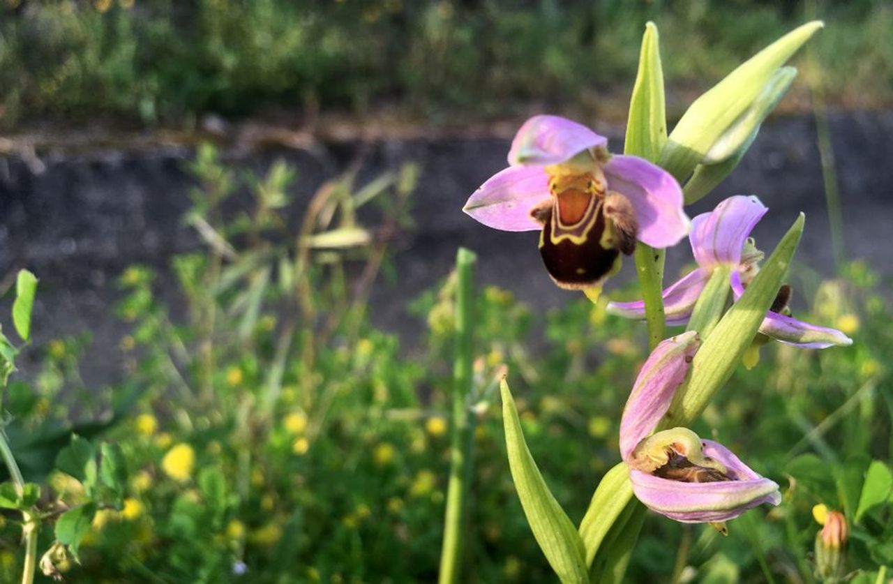 Orquídeas típicas de O Courel que crecen en Monforte