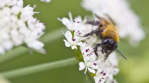 Unha abella liba nunha umbelfera na que destacan os estames, cuxo polen viaxar co insecto para fecundar outras plantas