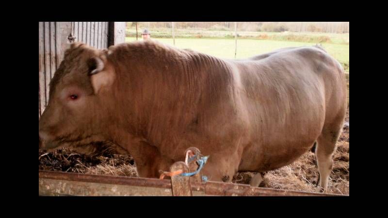 Un manto blanco cubre la monta�a lucense.El subdelegado del gobierno, Ram�n Carballo, particip� en el torneo