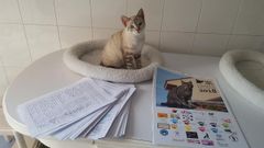  Lenon, un gato que busca hogar, ante las firmas recogidas