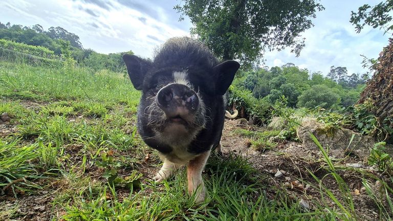 O Porriño busca al dueño de un cerdo vietnamita instalado junto a una iglesia