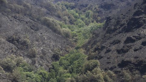 Árboleda autóctona entre dos laderras plantadas con pinos que ardieron en el incendio