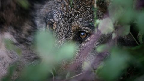 El lobo, una pieza esencial de la sierra de Barbanza