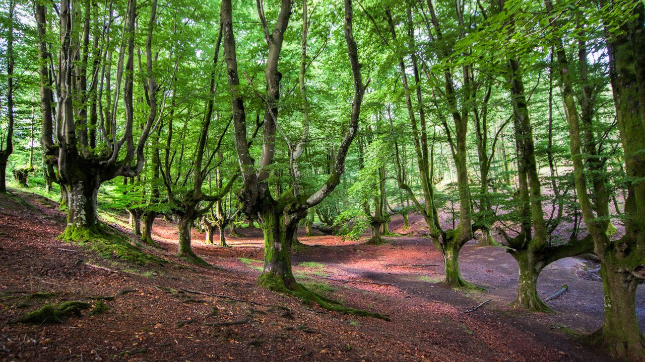 Los bosques encantados más bonitos de España