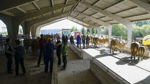 El ambiente estuvo animado en la feria de ganado de Castro Caldelas desde primera hora.