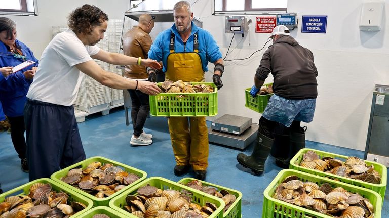 Cangas afianza el mercado de la única vieira gallega en fresco