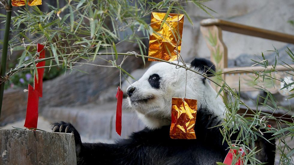 El panda Lin Hui observa atentamente los tradicionales paquetitos rojos de celebracin del Ao Nuevo chino en el zoo de Chiang Mai.