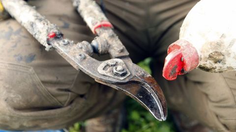 La desinfección de los instrumentos de poda evita contaminaciones de vides sanas