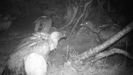 Los buitres grabados alimentándose de noche en Somiedo