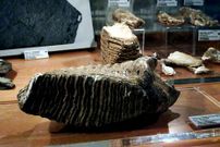 Molar del mamut de Buxn en el museo Luis Iglesias.
