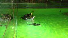 foca