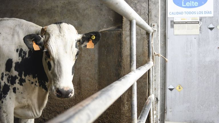 La paradoja láctea europea: la producción crece mientras los precios en origen se desploman