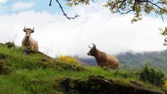 Vacas de una raza asturiana de montaa mantienen limpio el entorno del bosque.