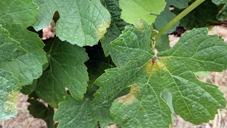 Llega el mildiu: es ilegal e ineficaz aplicar los tratamientos con viento