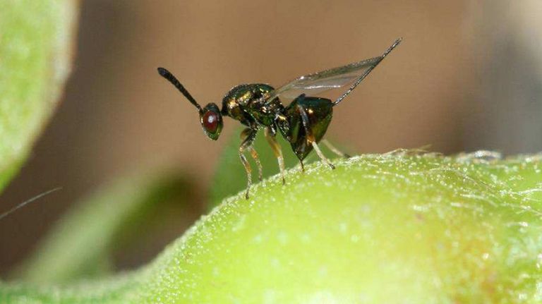 AVISPILLA DEL CASTAÑO. Insecto originario de China que apreció en el 2014. Reduce el crecimiento de la planta y disminuye su fructificación. Galicia la ataca con un parásito.