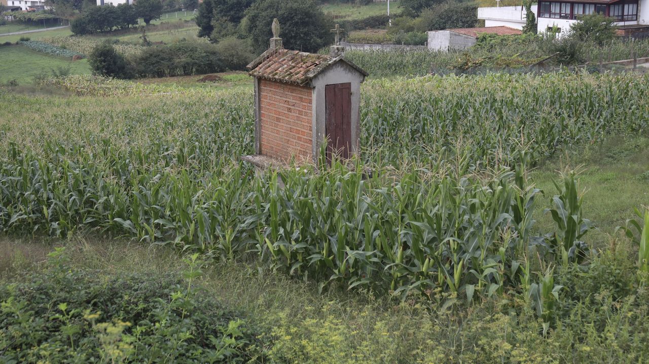 La rotacin de cultivos ayuda a regenerar los suelos