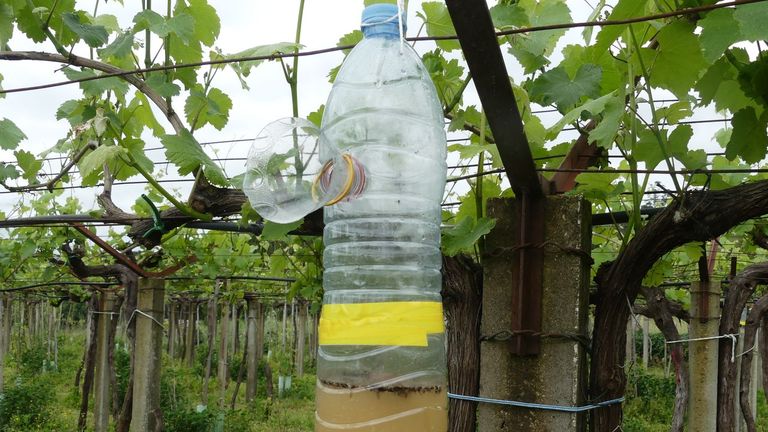 Las trampas contra avispa velutina en las viñas de Galicia, un remedio poco efectivo: «<span lang="gl">Non son útiles</span>»