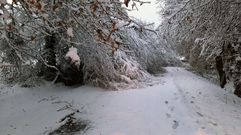 La carretera de Rubin (Bveda) a Taboada, cortada por la nieve y por rboles cados en la calzada